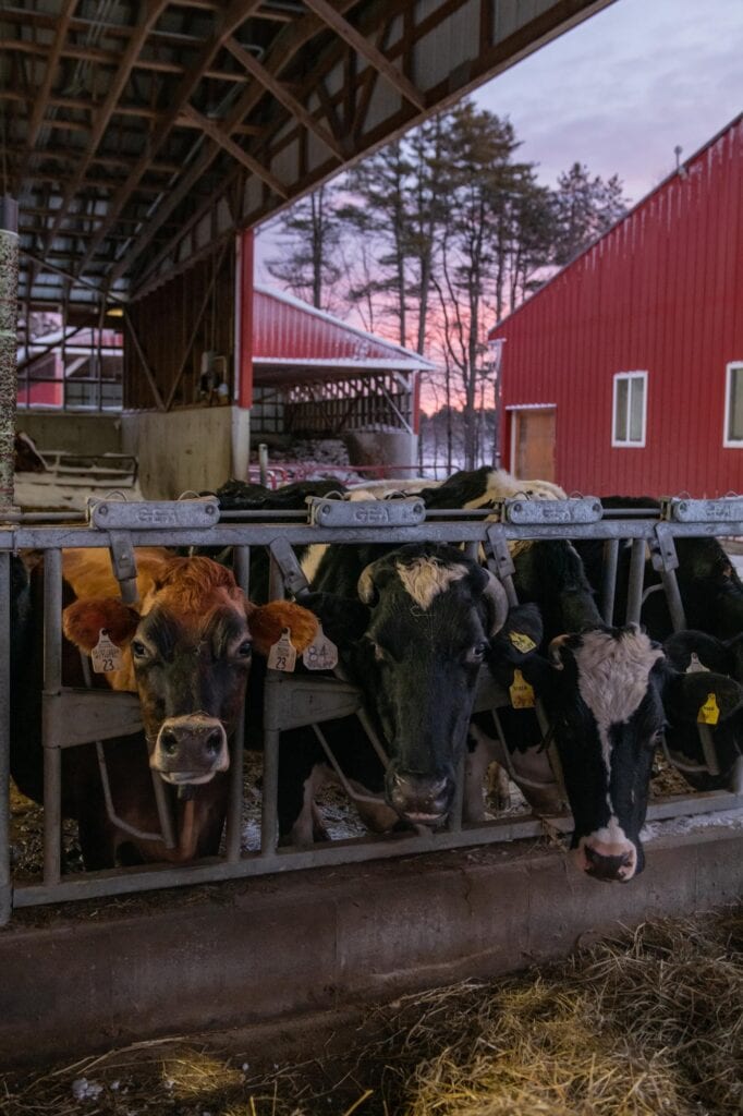 edible MAINE - Stomaching Milk Before Breakfast
