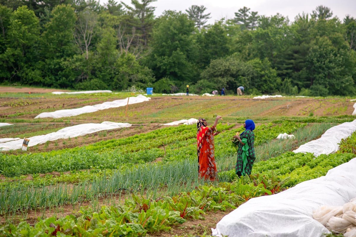 edible MAINE - Cultivating Community with African Crops