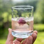 edible MAINE - Rhubarb Milk Punch