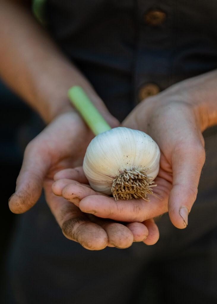edible MAINE - From Parisian Luxury to Maine’s Bounty