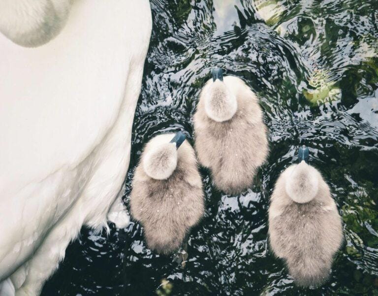 edible MAINE - 10 Things to Know About Animal Families
