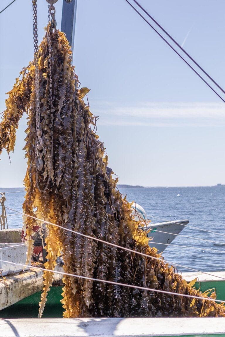 edible MAINE - Riding the Green Wave