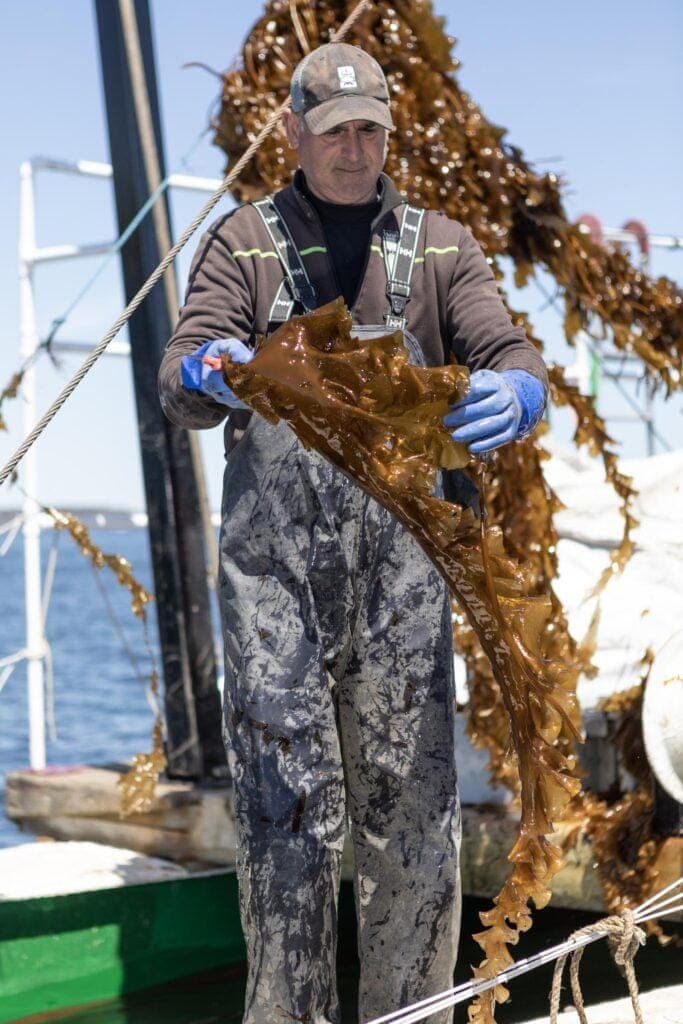 edible MAINE - Riding the Green Wave