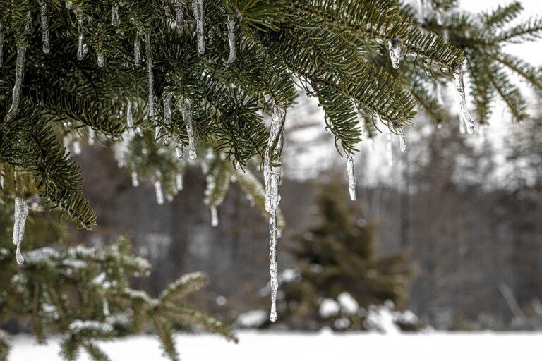 edible MAINE - Wintry Food and Fun Mesh in Maine