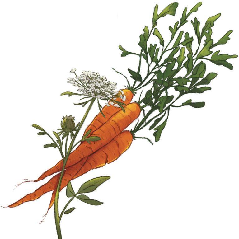 edible MAINE - Notes from Dandelion Spring Farm