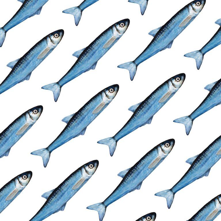 edible MAINE - Smelts, Caesar, and the Promise of Spring