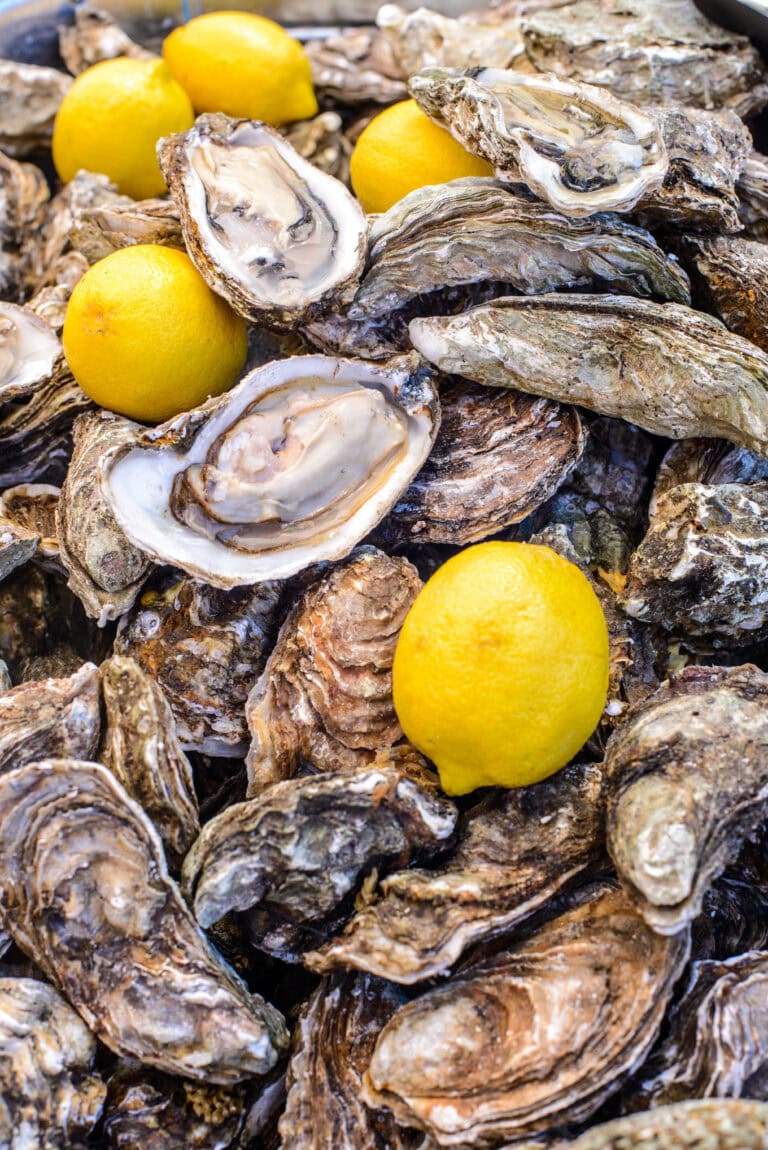 edible MAINE - A Good Shucking Time