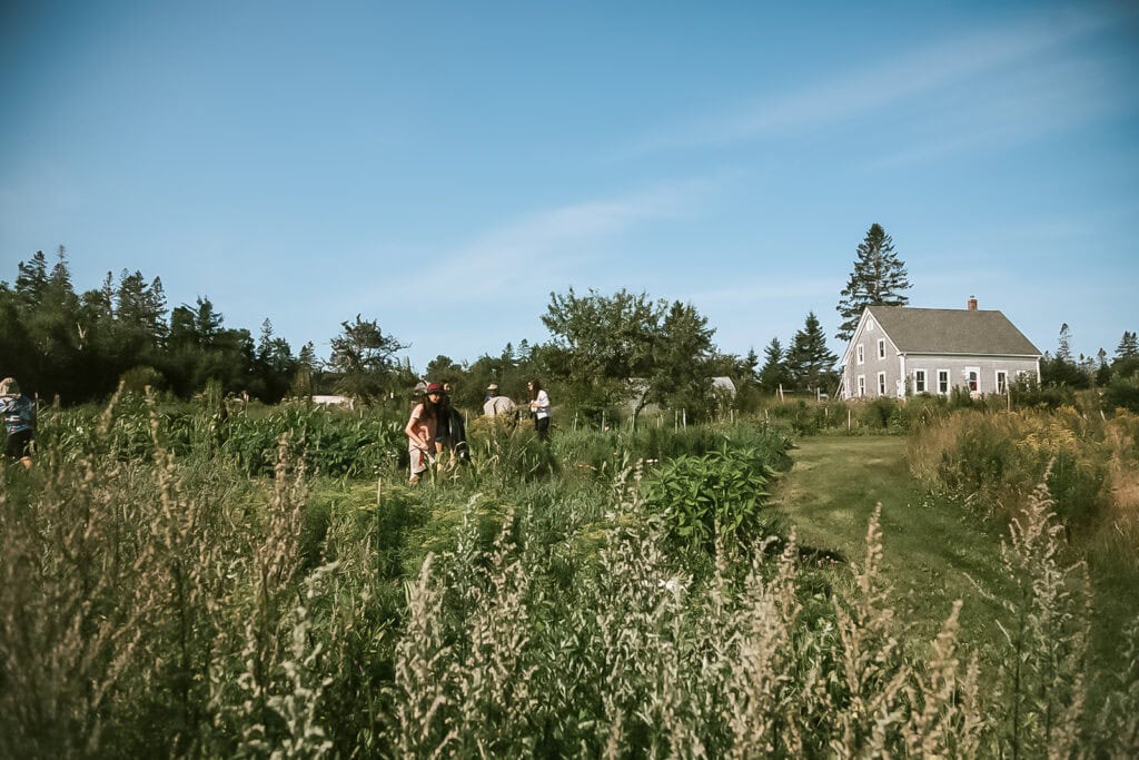 edible MAINE - Harvesting Harmony and Hands-On Happenings