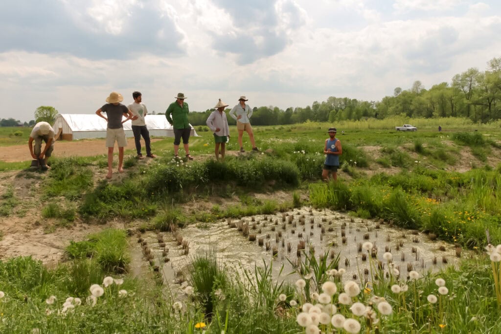 edible MAINE - Growing Rice in Maine