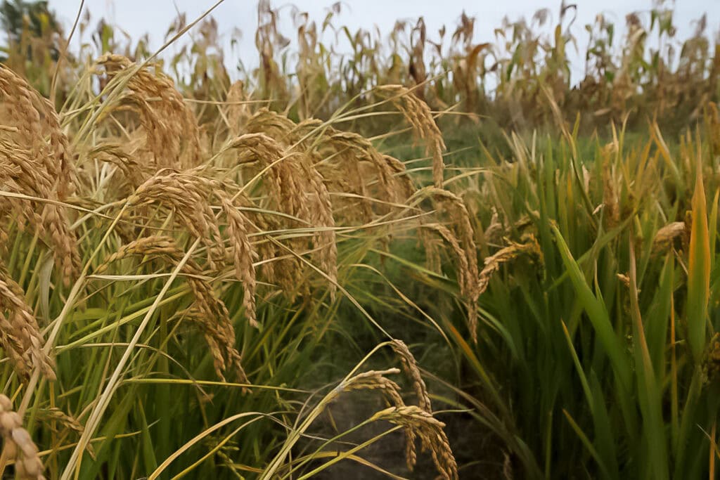 edible MAINE - Growing Rice in Maine