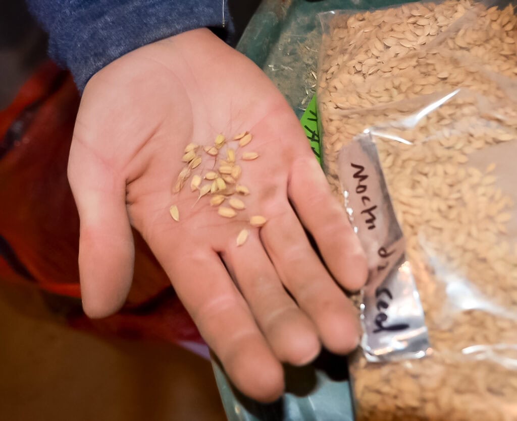 edible MAINE - Growing Rice in Maine