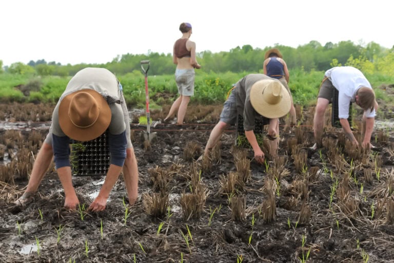 edible MAINE - Growing Rice in Maine
