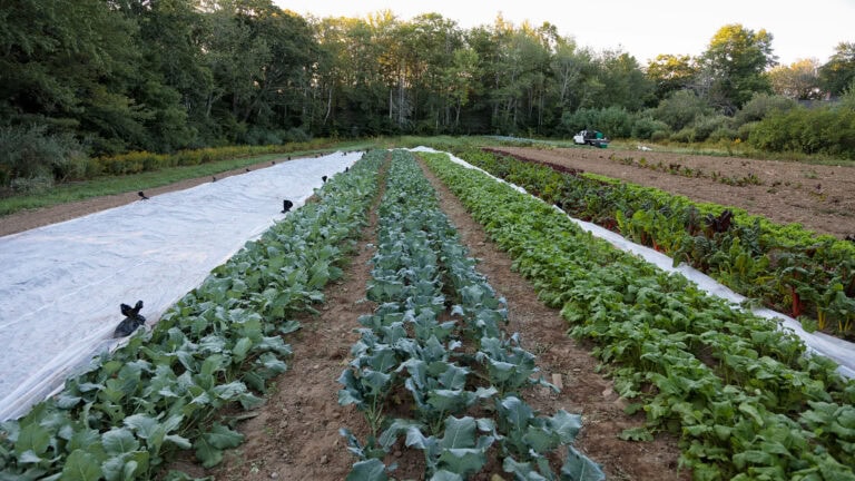 edible MAINE - The Green Bounty