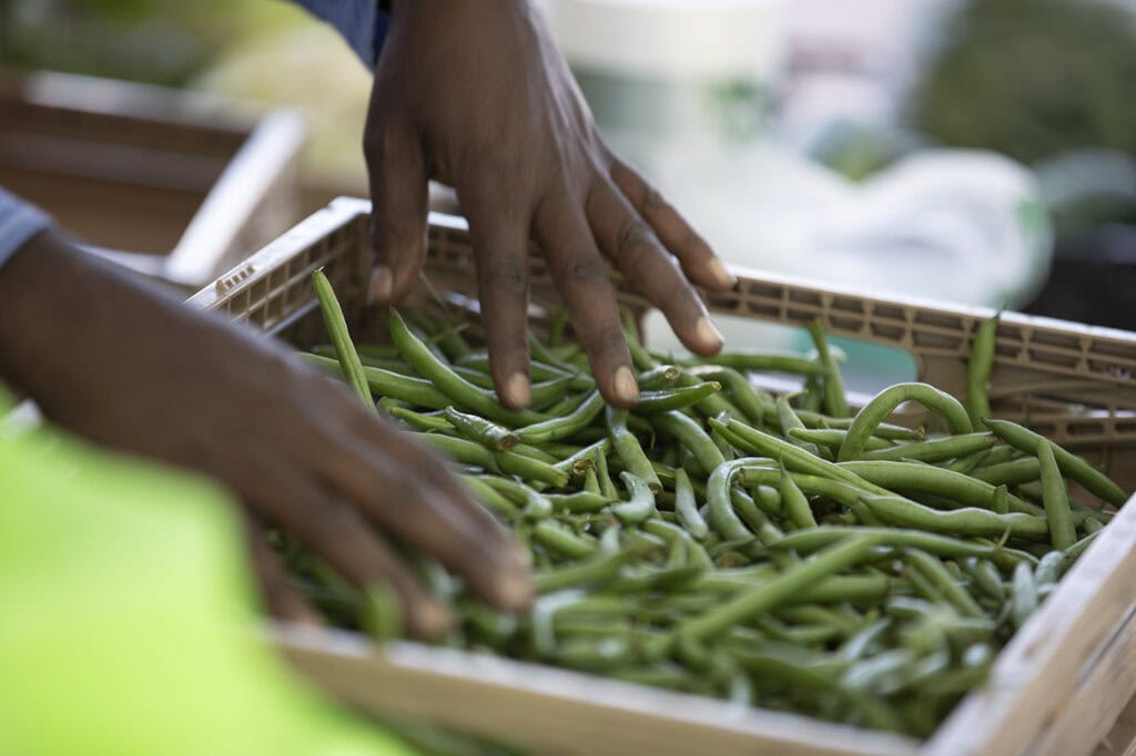 edible MAINE - The Green Bounty