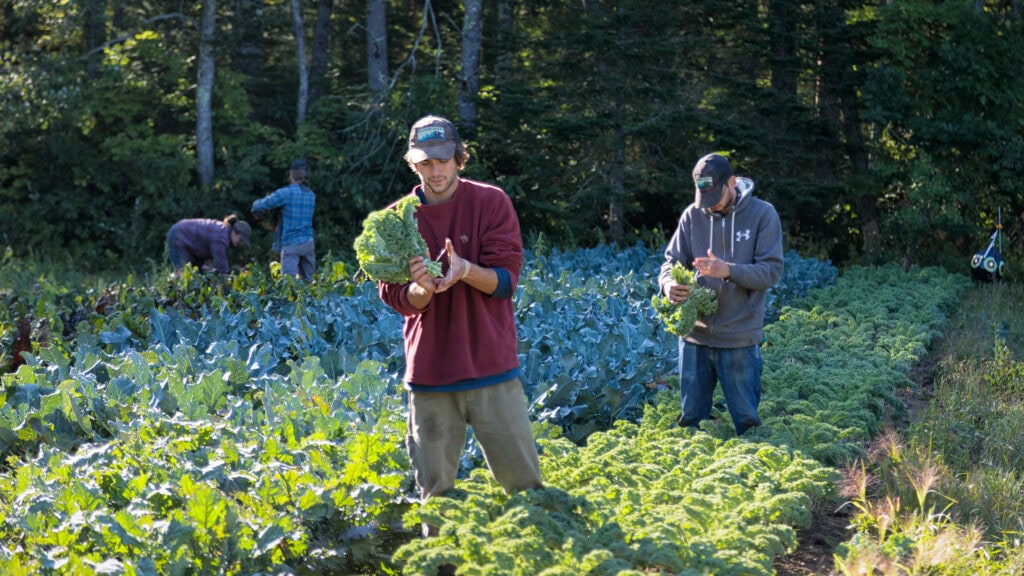 edible MAINE - The Green Bounty