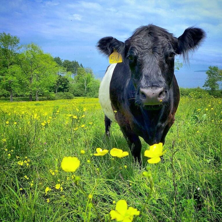 edible MAINE - Cultivating the Legacy