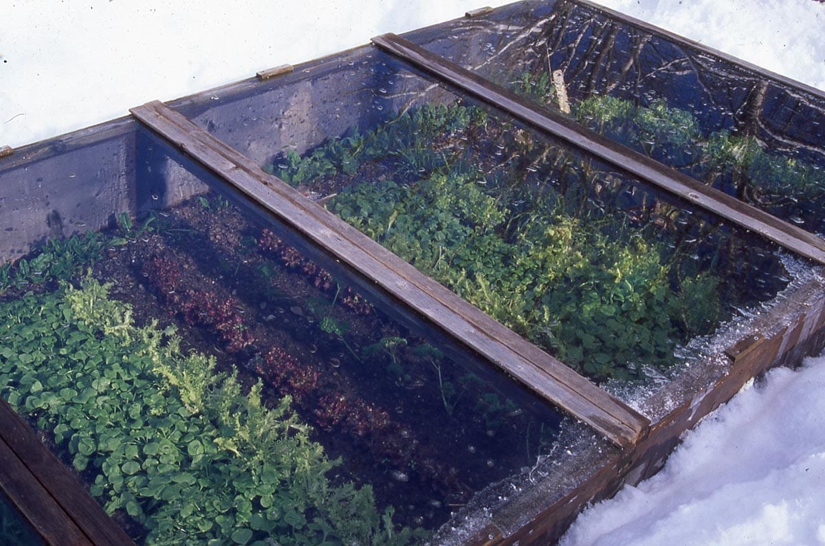 edible MAINE - Home Gardening Through The Frost