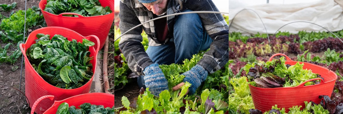 edible MAINE - Eat Your Greens