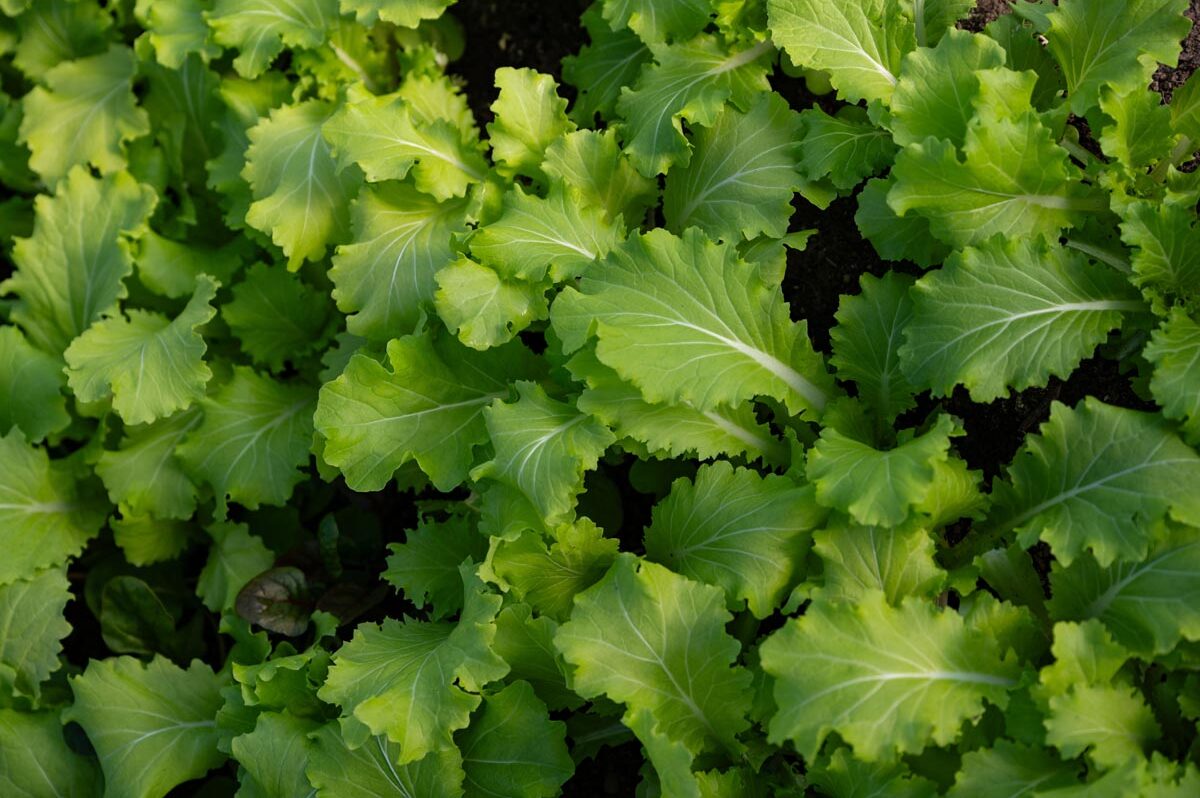 edible MAINE - Eat Your Greens