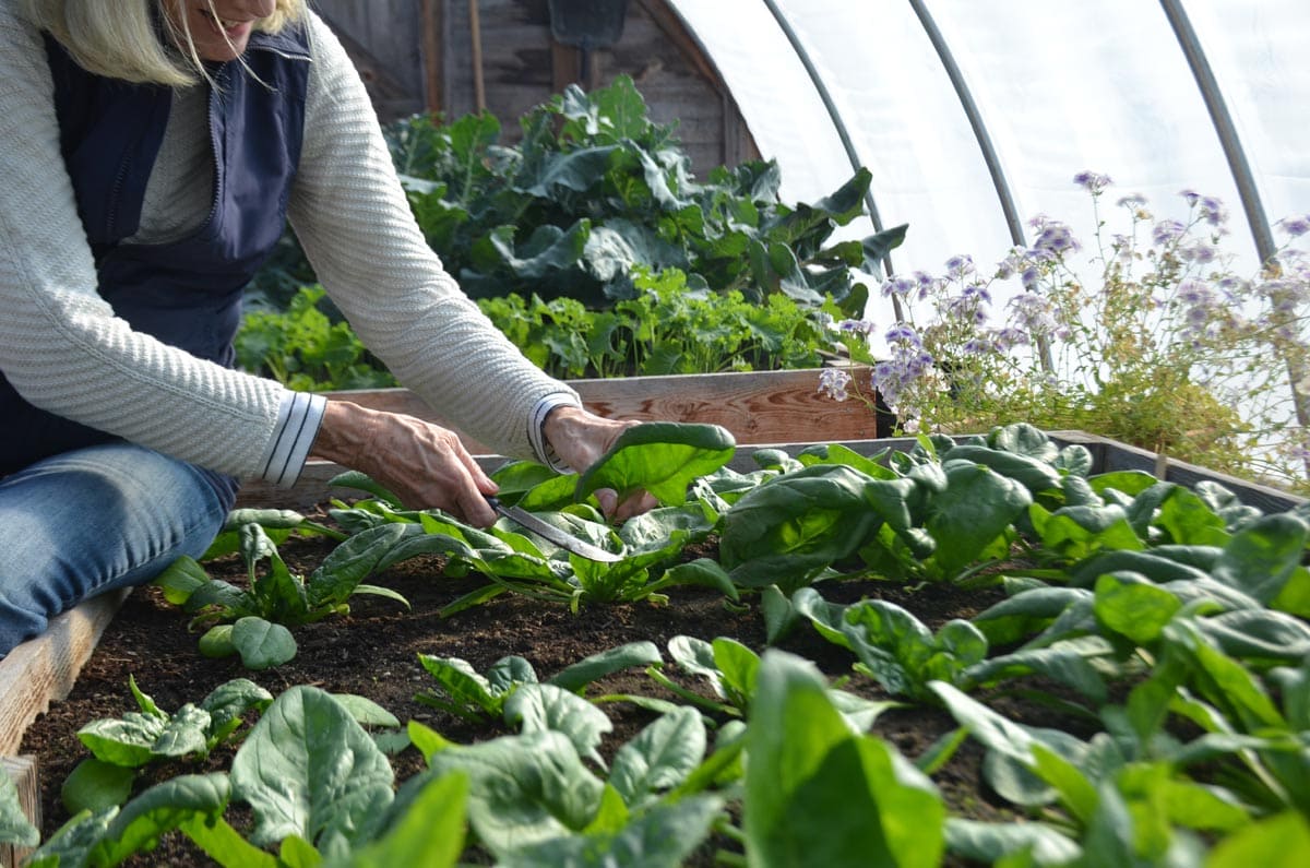edible MAINE - Home Gardening Through The Frost