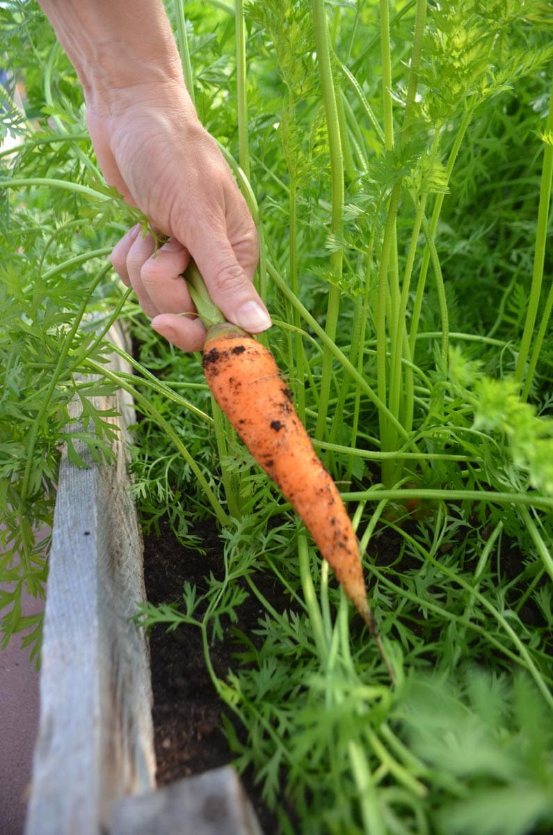 edible MAINE - Home Gardening Through The Frost