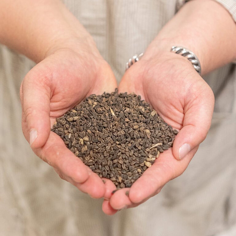 edible MAINE - Grinding Toward Greatness