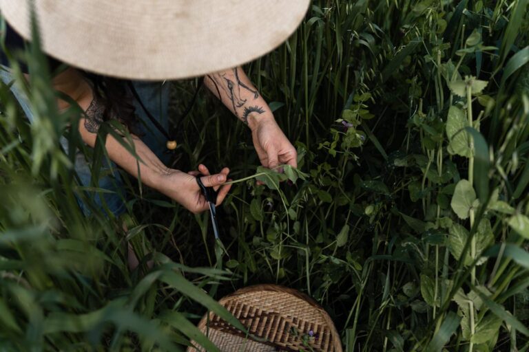 edible MAINE - Spirit Garden