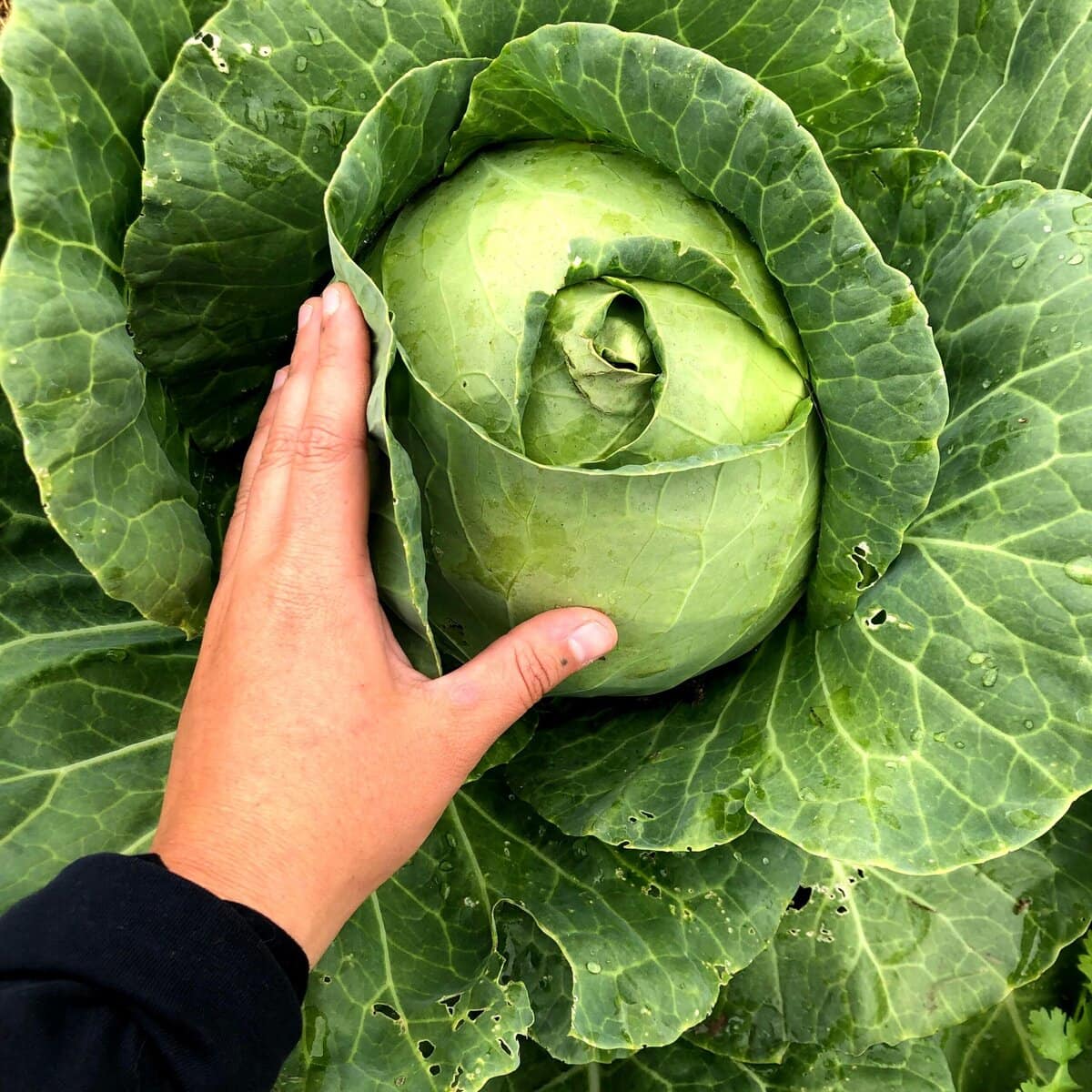 edible MAINE - Feeding Hope, One Seed at a Time