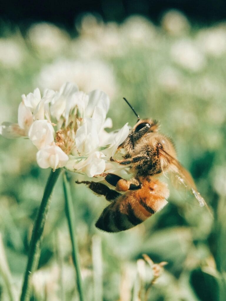 edible MAINE - A Bee in My Manhattan