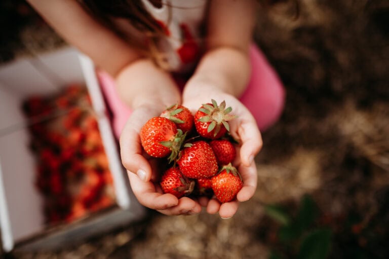 edible MAINE - Savoring Maine’s Sweetest Season
