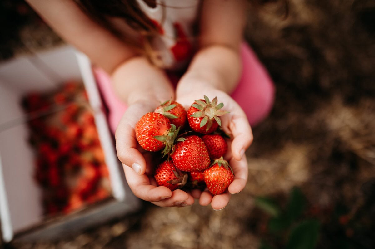 edible MAINE - Savoring Maine’s Sweetest Season